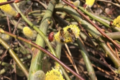 Vrba jíva (Salix caprea L.)