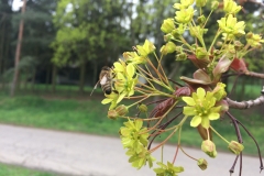Javor mléč (Acer platanoides)