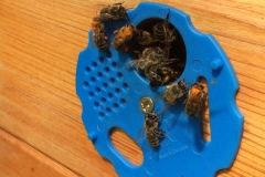 pyl z Jírovec pleťový (Aesculus x carnea)